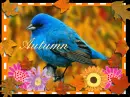 Blue bird in fall leaves