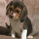 Cute Beagle Puppy