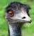 EMU