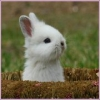 bunny