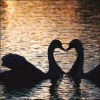 Swans In Love