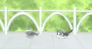 Chi's Sweet Home 25