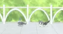Chi's Sweet Home 31