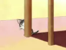 Chi's Sweet Home 53