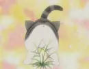 Chi's Sweet Home 80