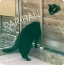 Parihan