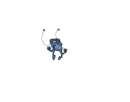 insect