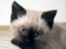 echo kitty