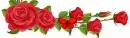 Red roses