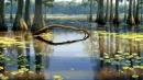 Princess and the frog background