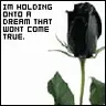 Black rose