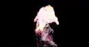 Xx Lady GaGa xX