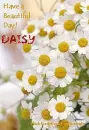 Daisy
