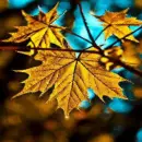 Fall