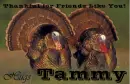 Friends Like You - Tammy