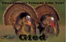 Friends Like You - Gied