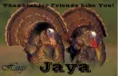 Friends Like You - Jaya