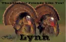 Friends Like You - Lynn