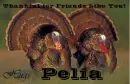 Friends Like You - Pelia