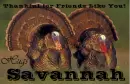 Friends Like You - Savannah