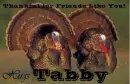Friends Like You - Tabby