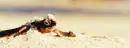 Baby sea turtle
