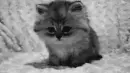 Cute kitten