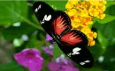 butterfly glitter wings