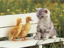 cute cat