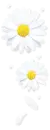 Withe Daisy