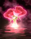 roses are pink