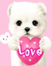 love teddy