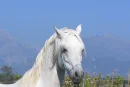 Arabians