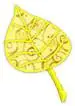 hoja