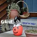 Gied
