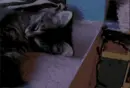 cat dream