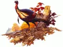 Turkey-Tammy