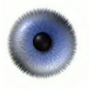 eye