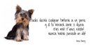 frases perros