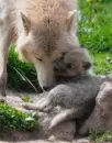 Mother