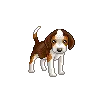 Cute Puppy