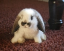 bunnies