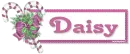 Daisy