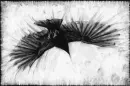 crow