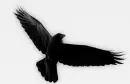 raven 