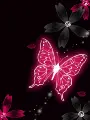 pink butterfly