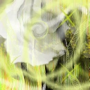 yellow rose design