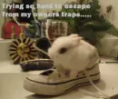 oh god not the shoe