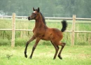 Happy Foal