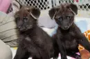 Wolf Puppies